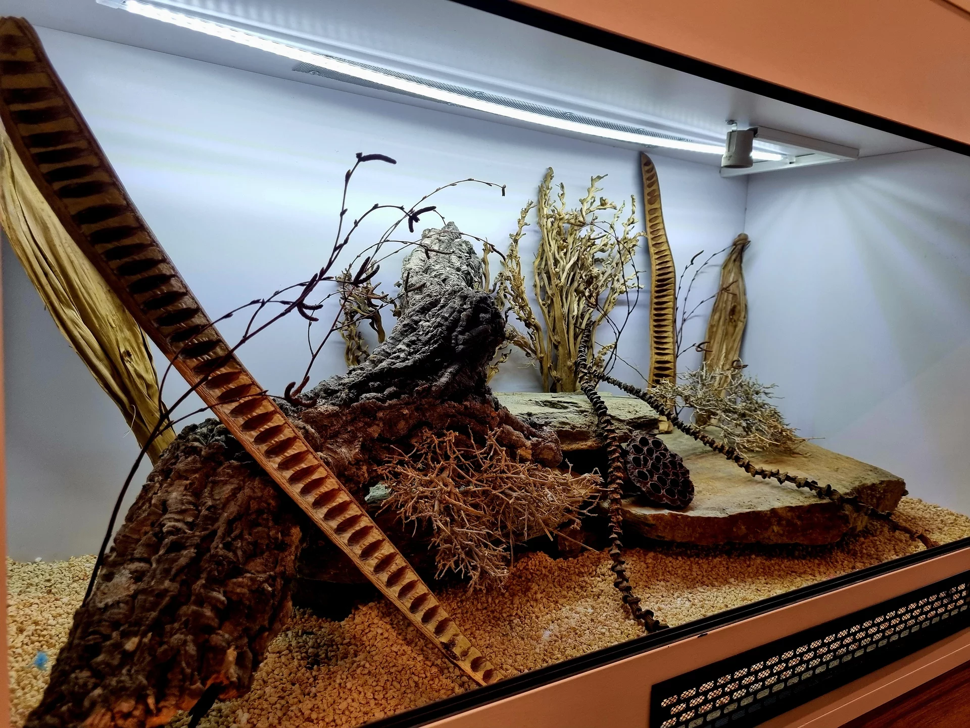 Terrarium 120x60x60 agama #10