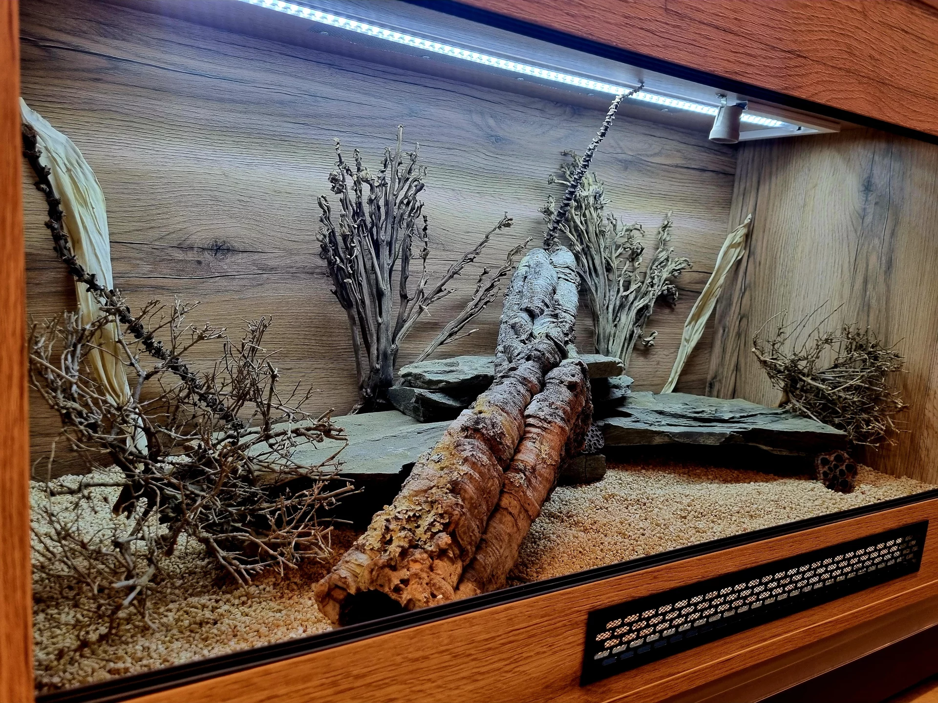 Terrarium 120x60x60 agama #7