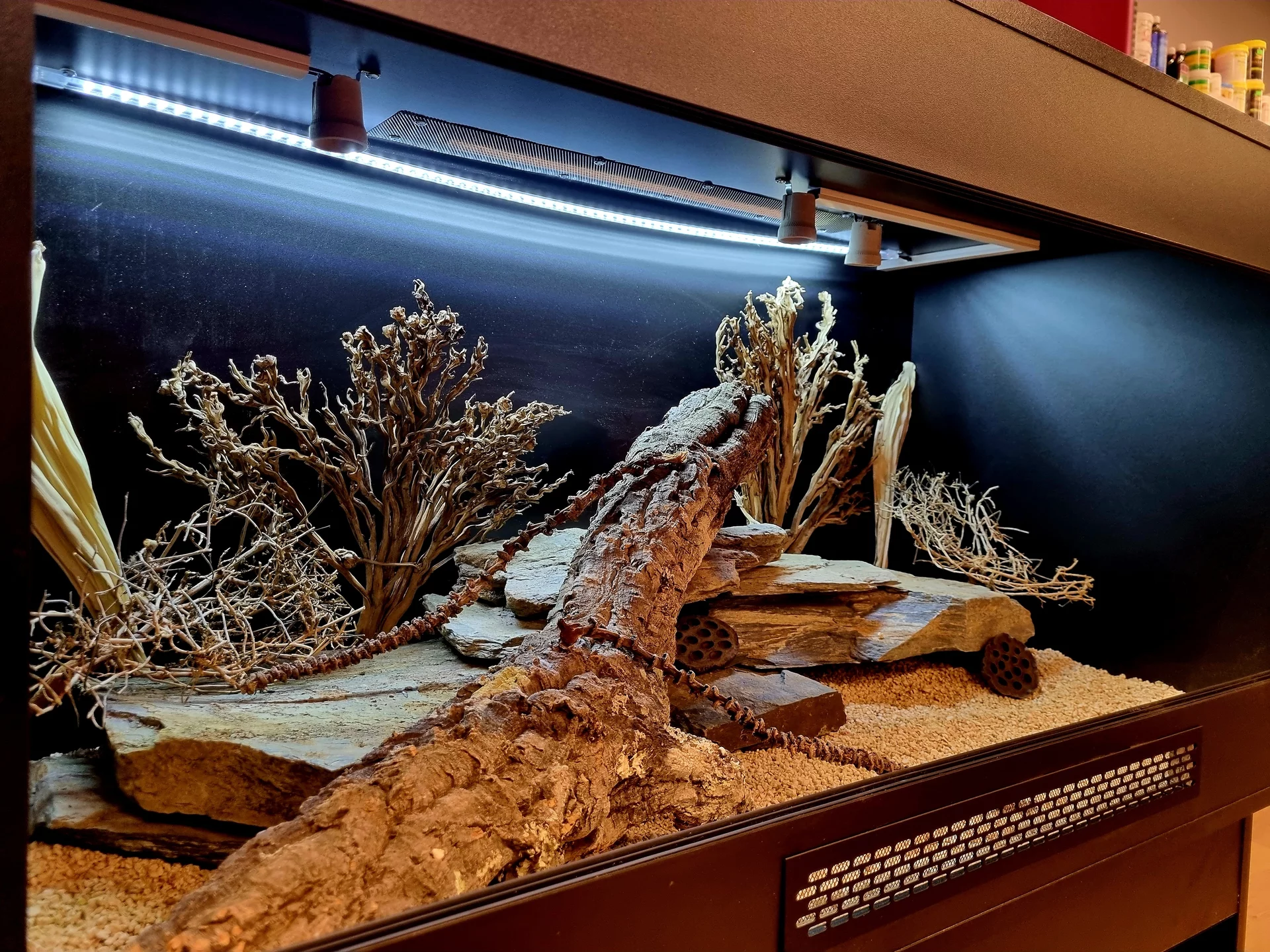 Terrarium 120x60x60 agama #5