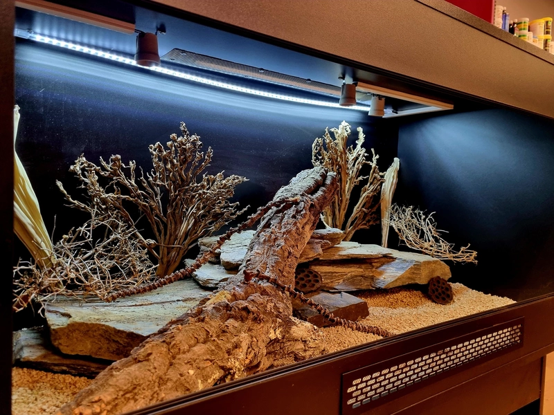 Terrarium 120x60x60 agama #5