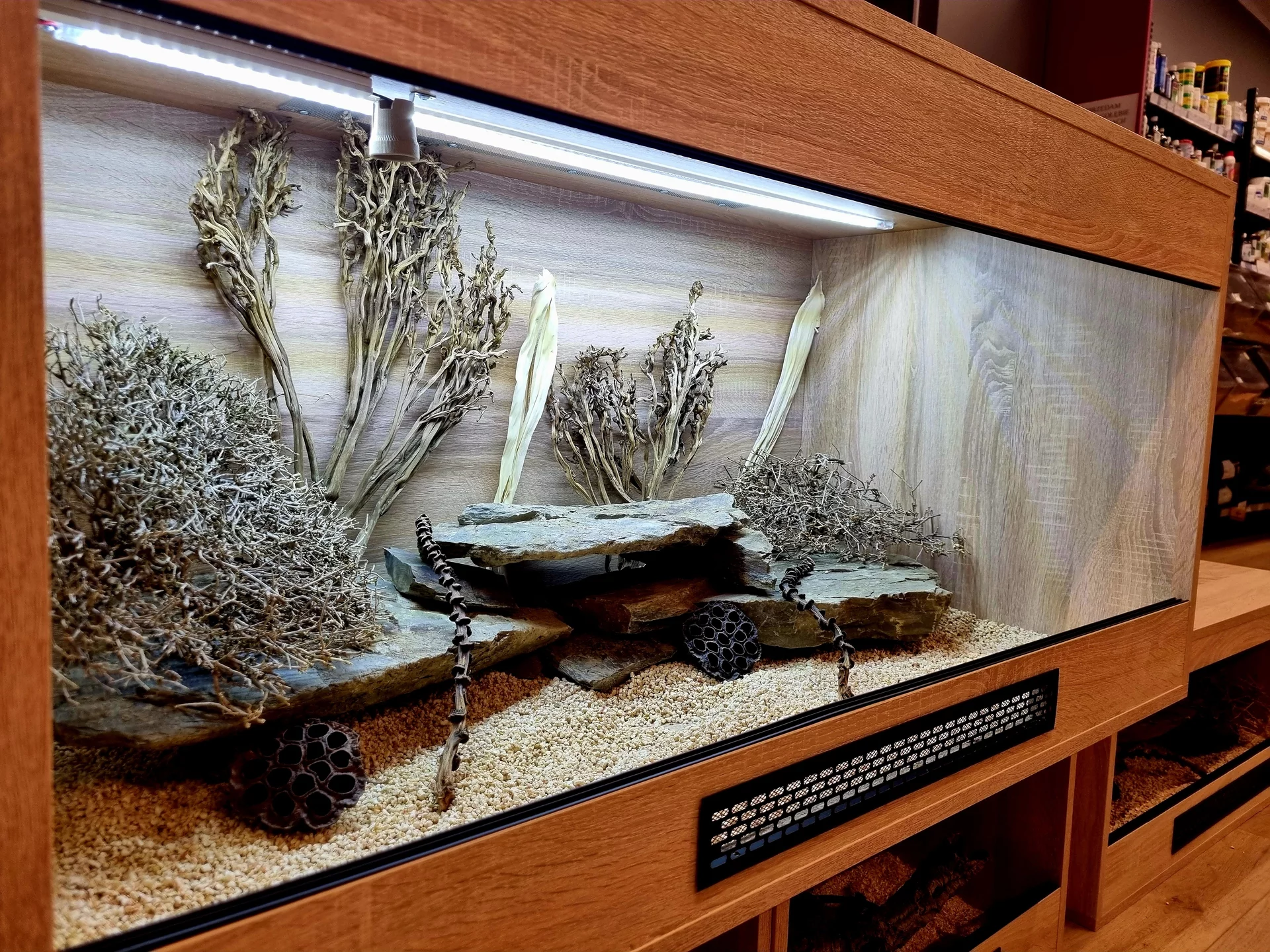 Terrarium 120x60x60 agama #3