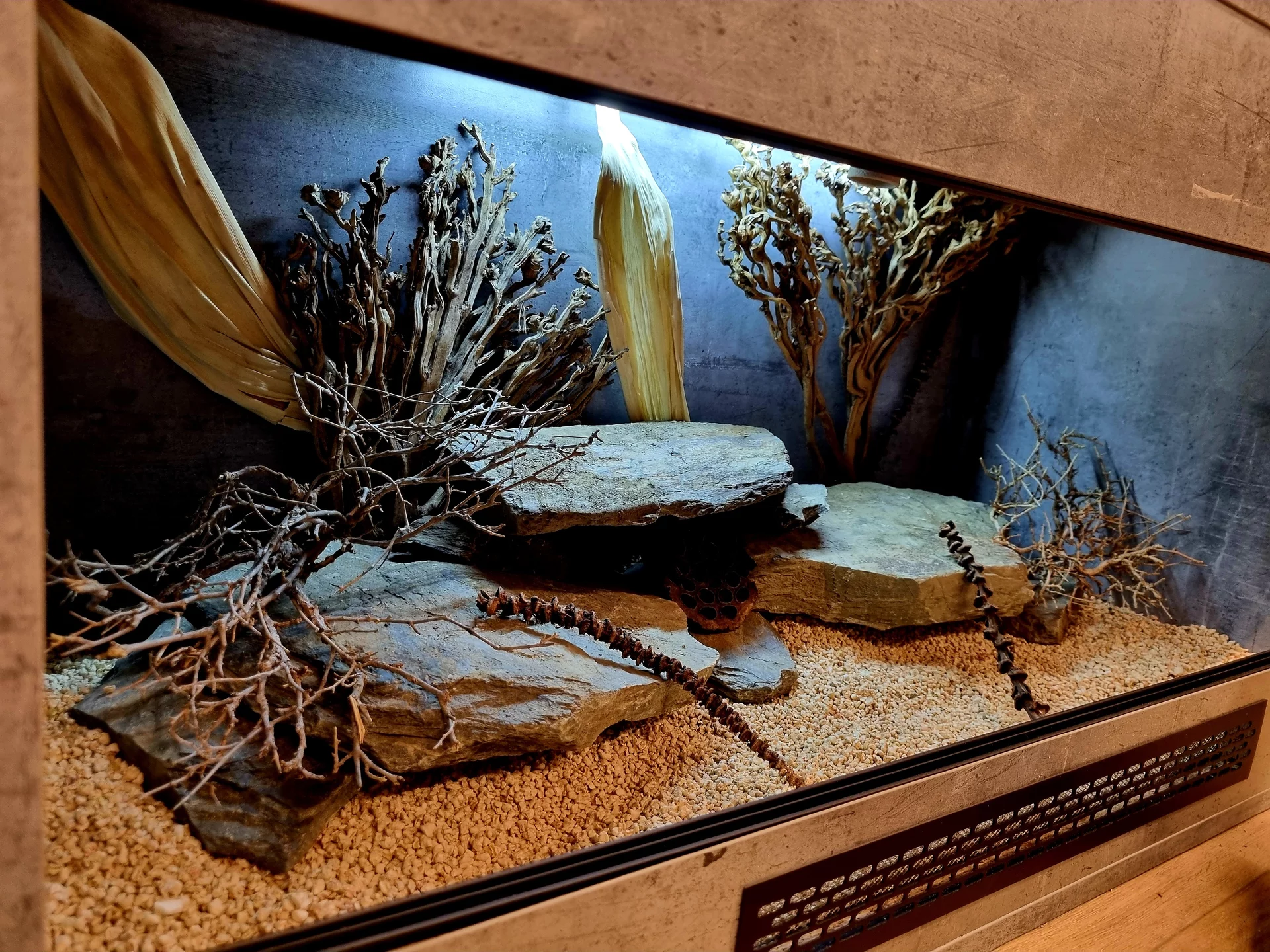 Terrarium 100x50x50 jaszczurka #2