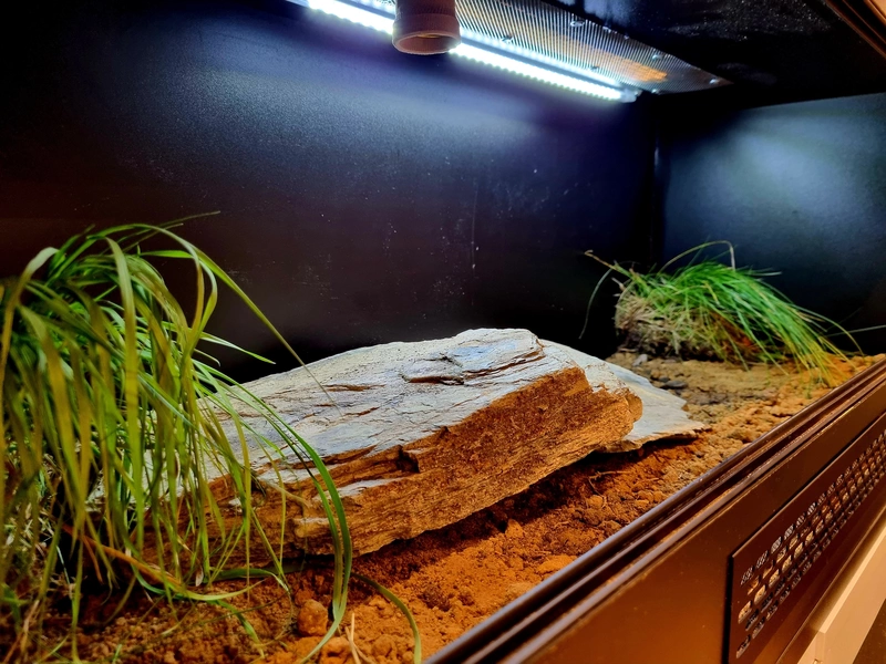 Terrarium 100x40x40 żółw #2