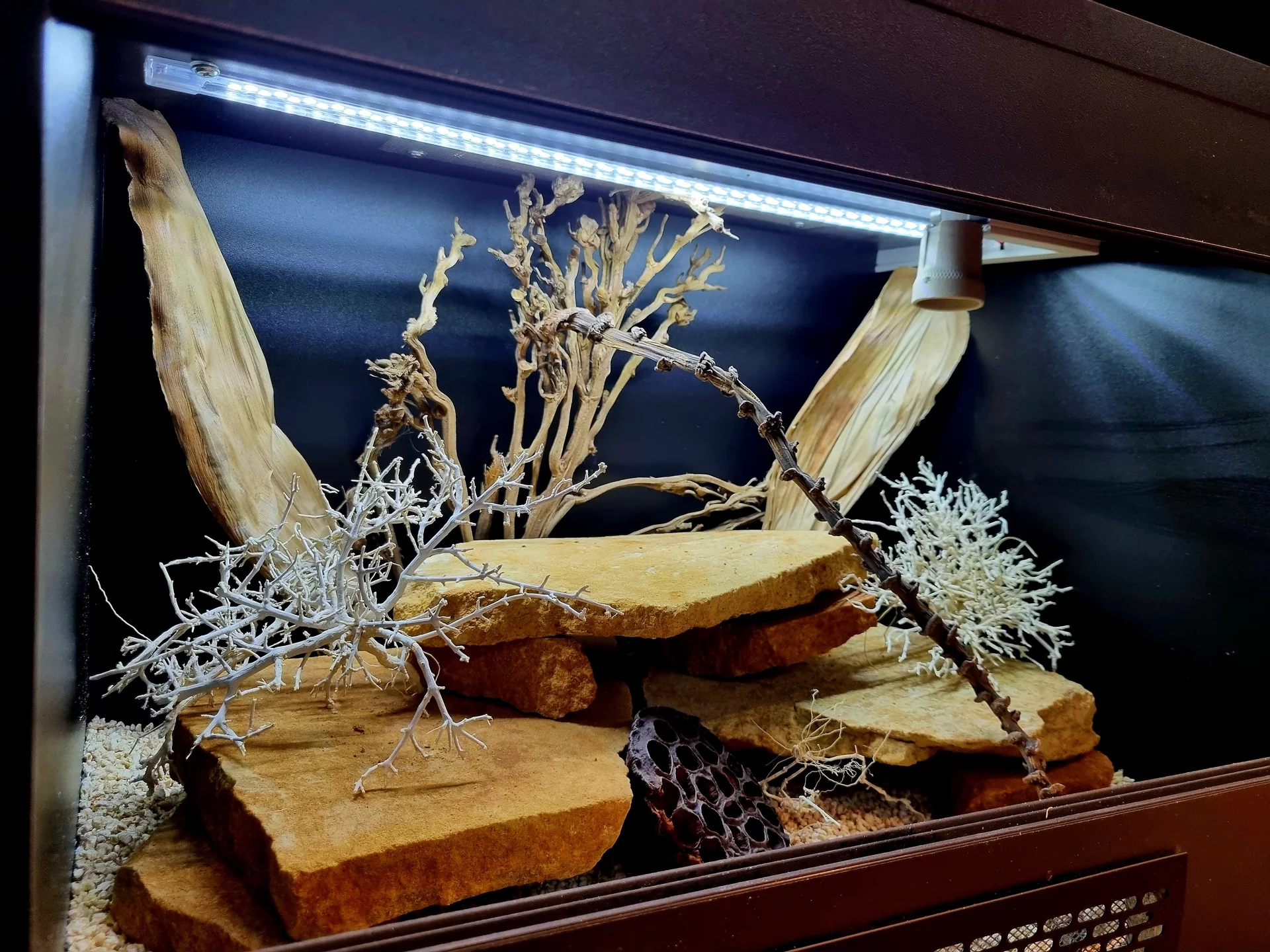 Terrarium 60x40x40 gekon #6