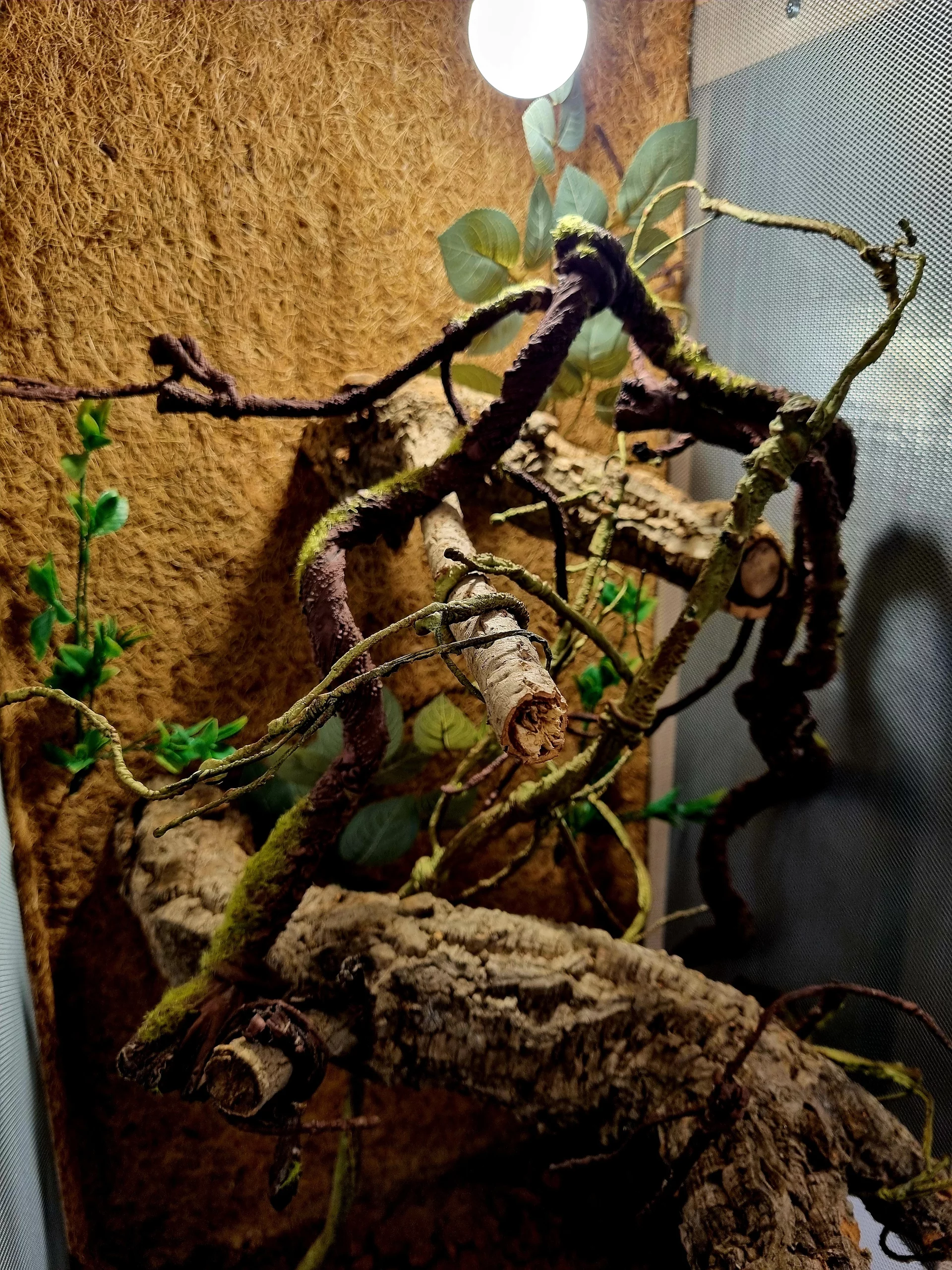 Terrarium 50x50x100 kameleon #2