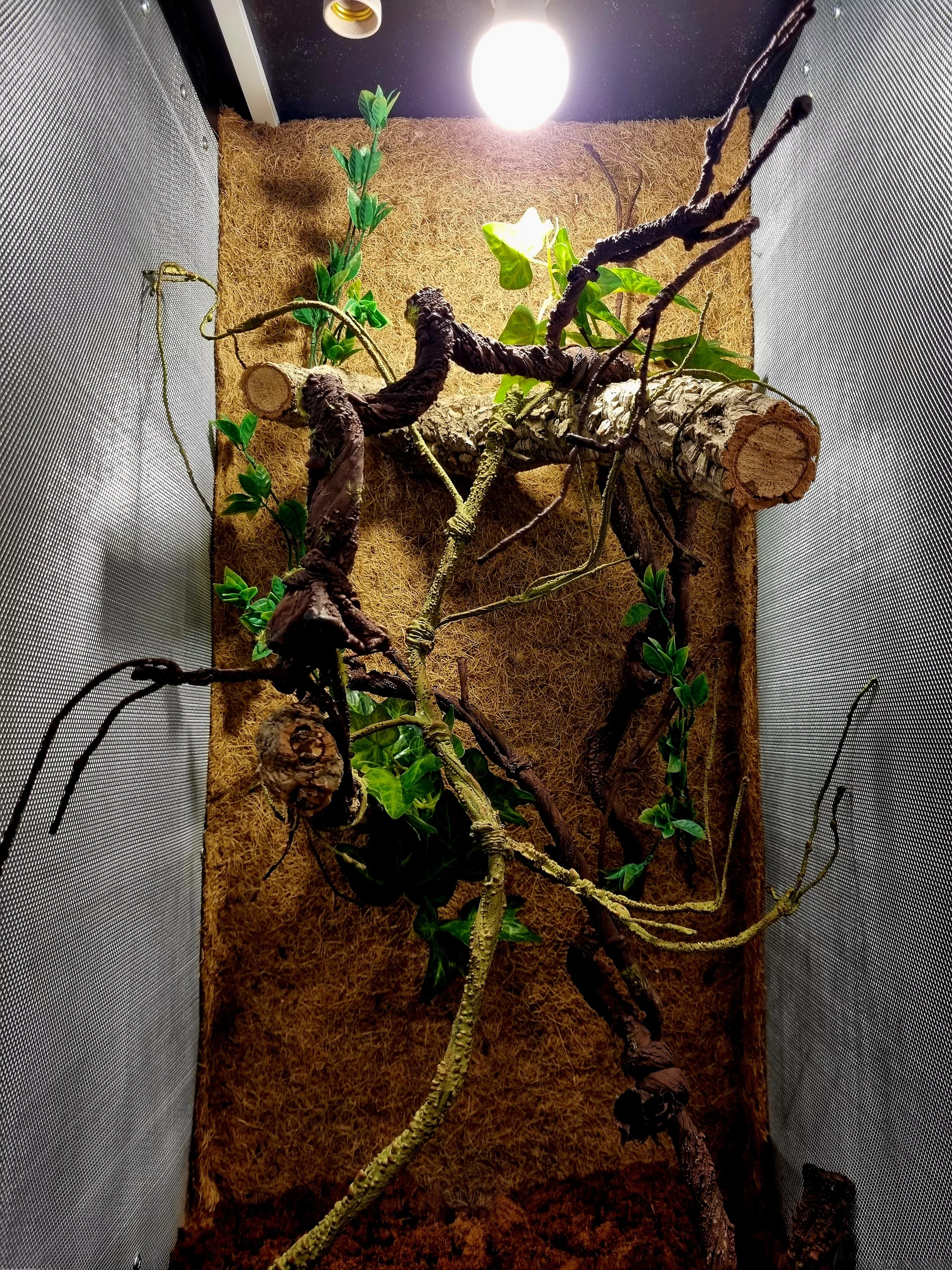 Terrarium 50x50x100 kameleon #1