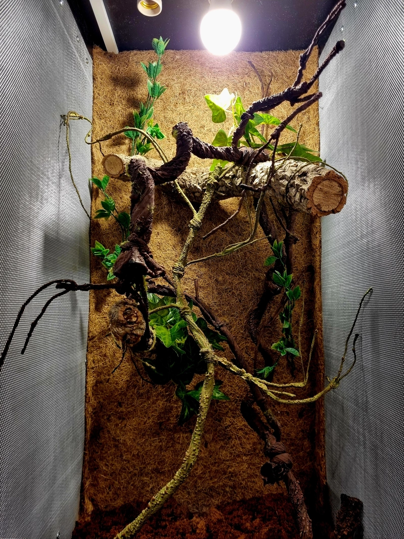 Terrarium 50x50x100 kameleon #1