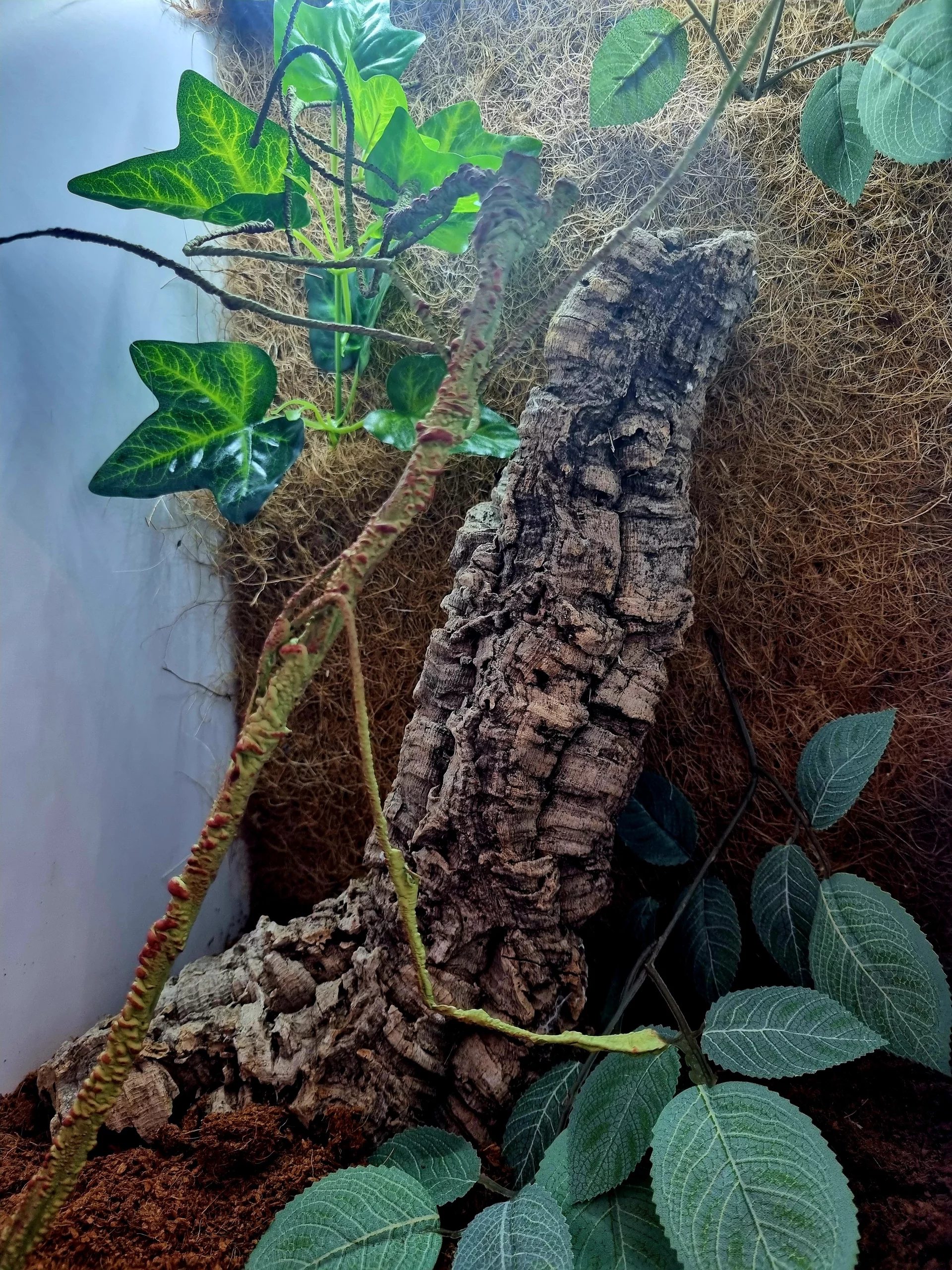 Terrarium 40x40x60 #3