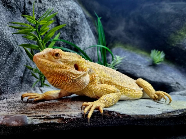 Agama brodata