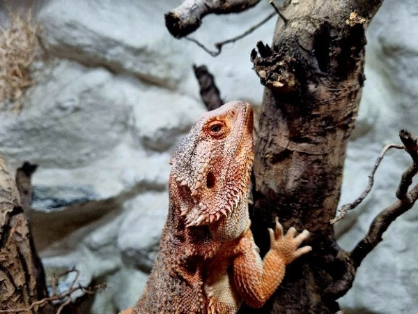 Agama brodata