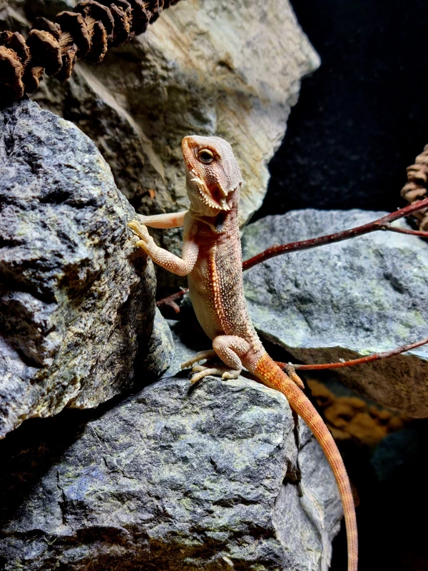 Agama brodata