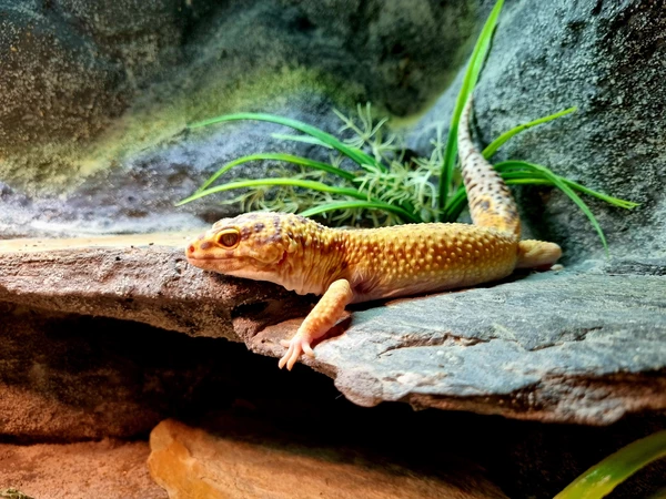 Gekon lamparci
