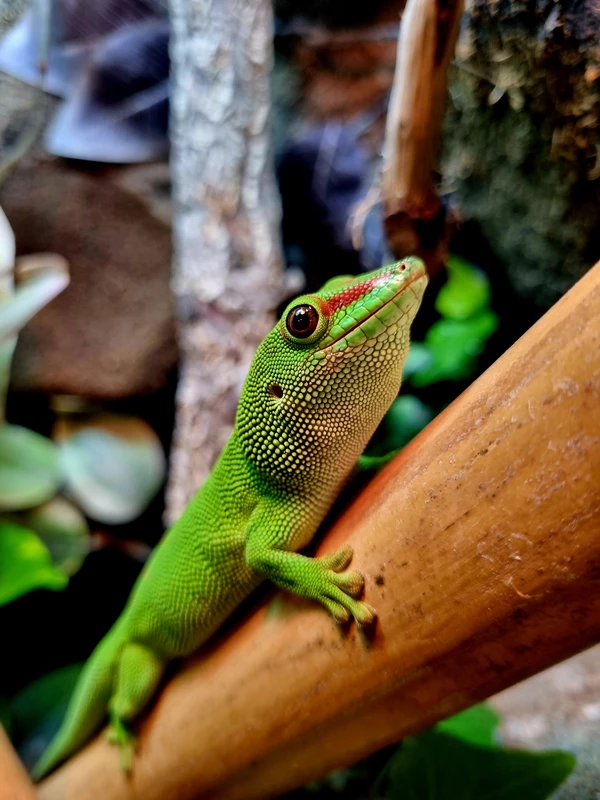 Felsuma madagaskarska