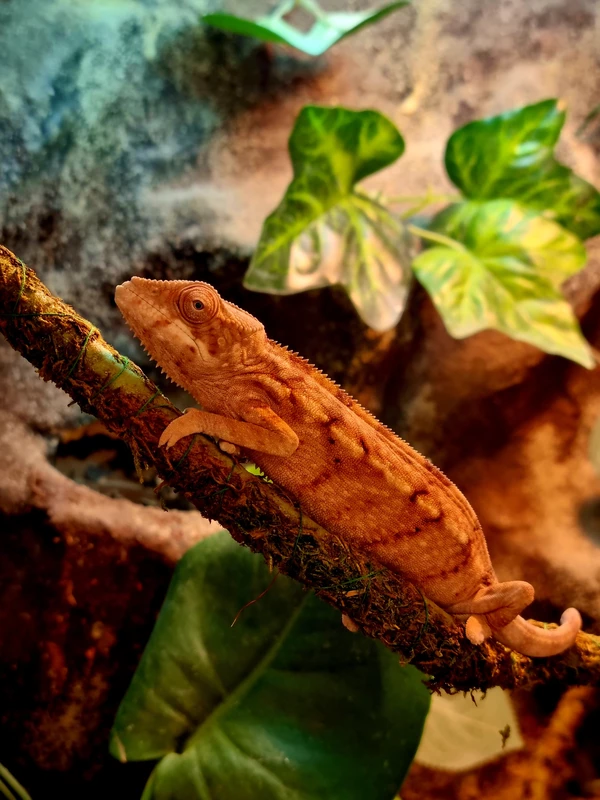 Kameleon lamparci