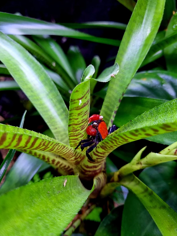 Krab Geosesarma sp. Red Devil