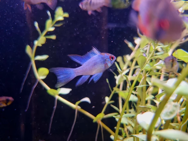 Pielęgniczka ramireza electric blue