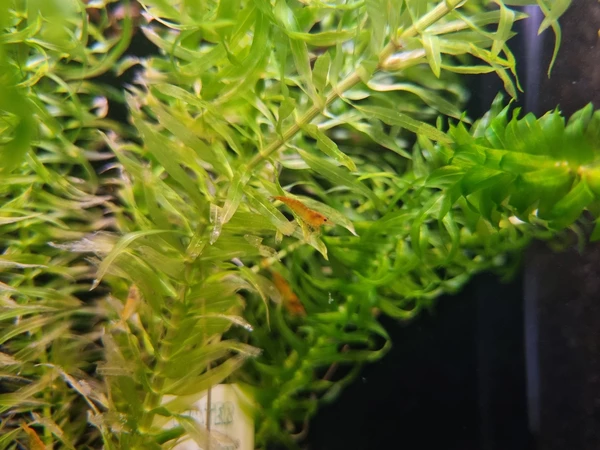 Krewetka yellow