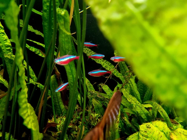 Neon czerwony