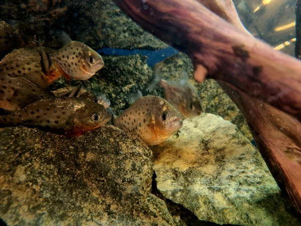 Pirania czerwona