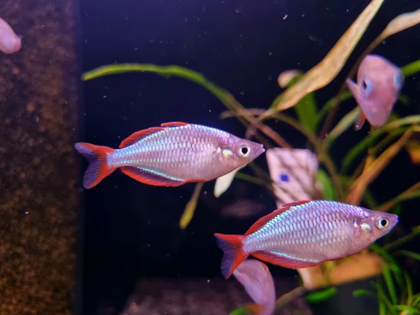 Tęczanka neonowa