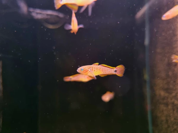 Głowaczyk barwny