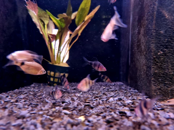 Brzanka purpurowa