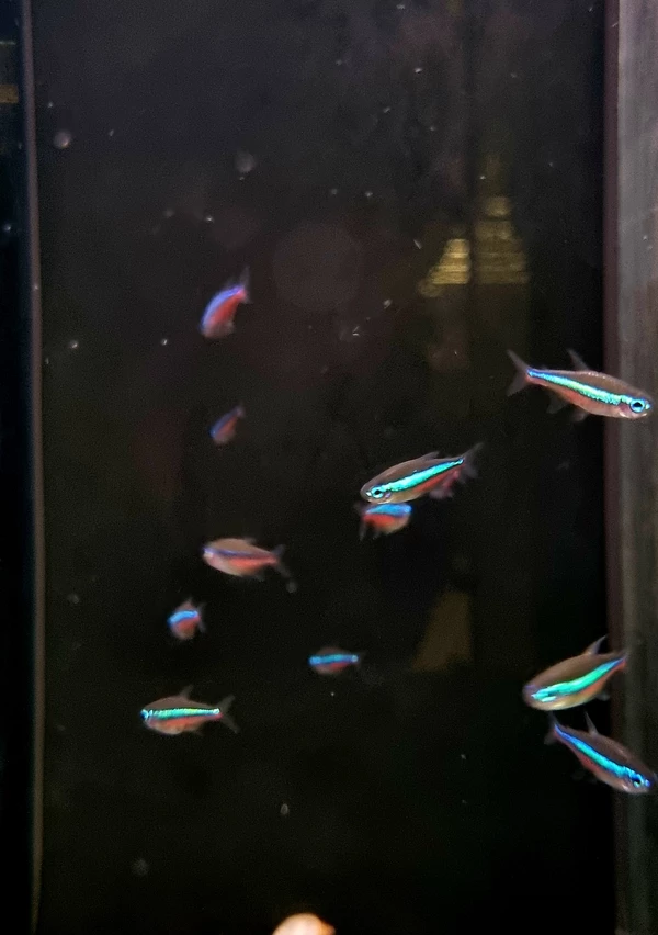 Neon zielony