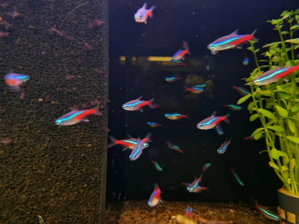 Neon innesa