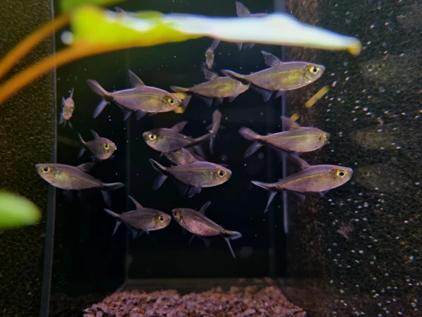 Tetra costae