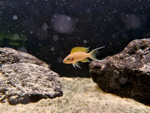 Księżniczka piękna - Neolamprologus pulcher Daffodil